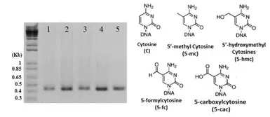 Methylated cytosine DNA standard kit. GTX400004